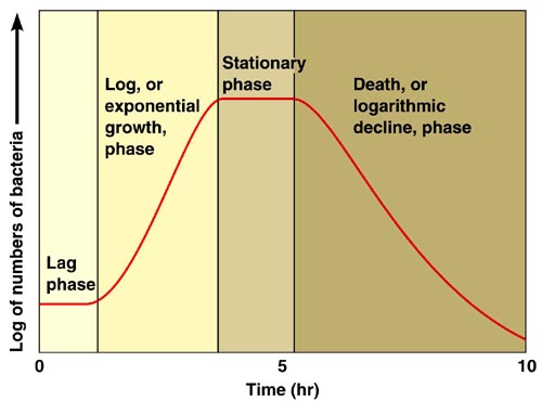 growth phases
