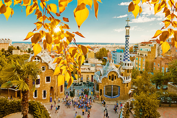 barcelona tree leaves